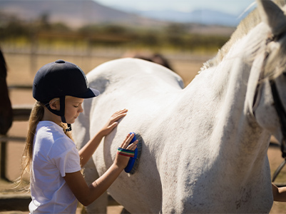 Horse Grooming