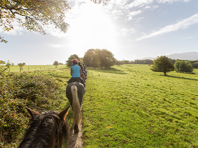 Horse Tour
