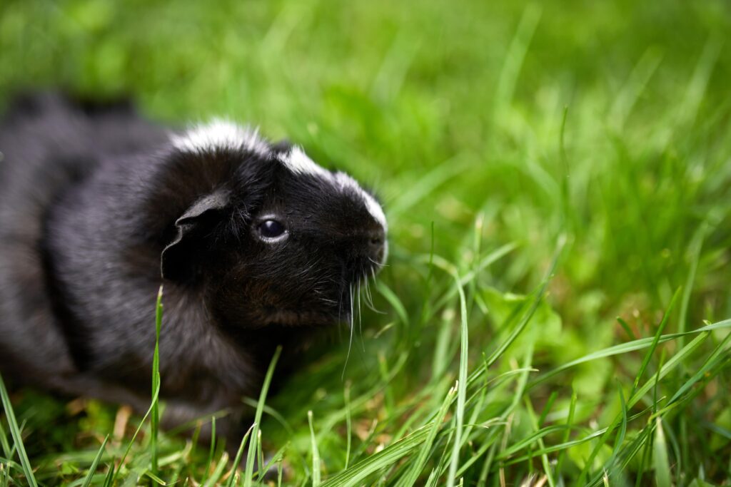 Black Guinea pig sitting outdoors in summer, Pet calico guinea pig grazes in the grass
