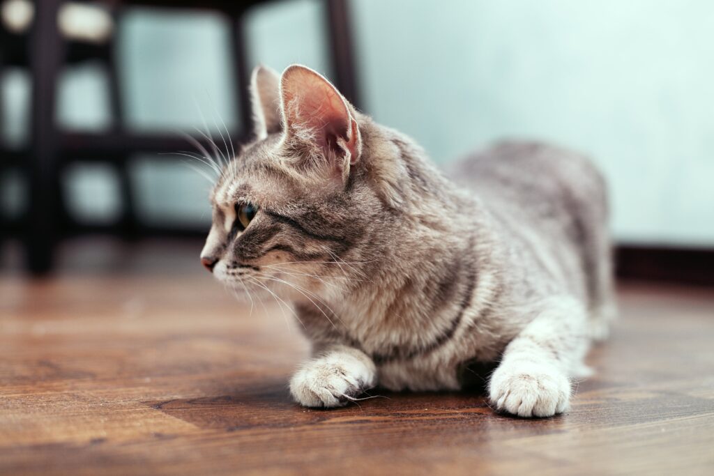Grey young cat sitting on the floor. The concept of pets.
