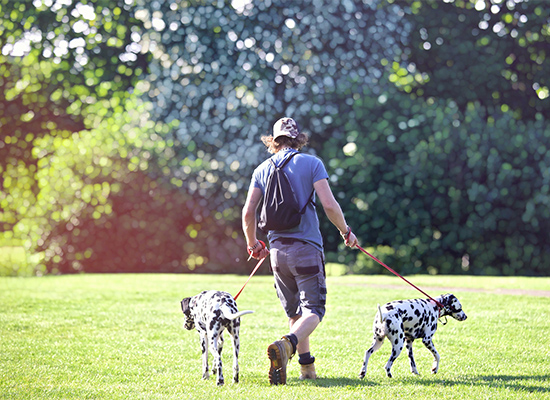 Dog Walking