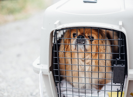 Old pekingese dog sitting in carrying cage at shelter